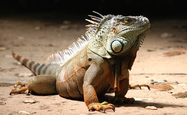13 Best Exotic Pets that are Legal to Own