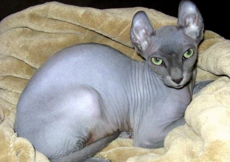 7 Breeds of Cats with No Fur or Hair