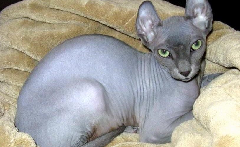7 Breeds of Cats with No Fur or Hair