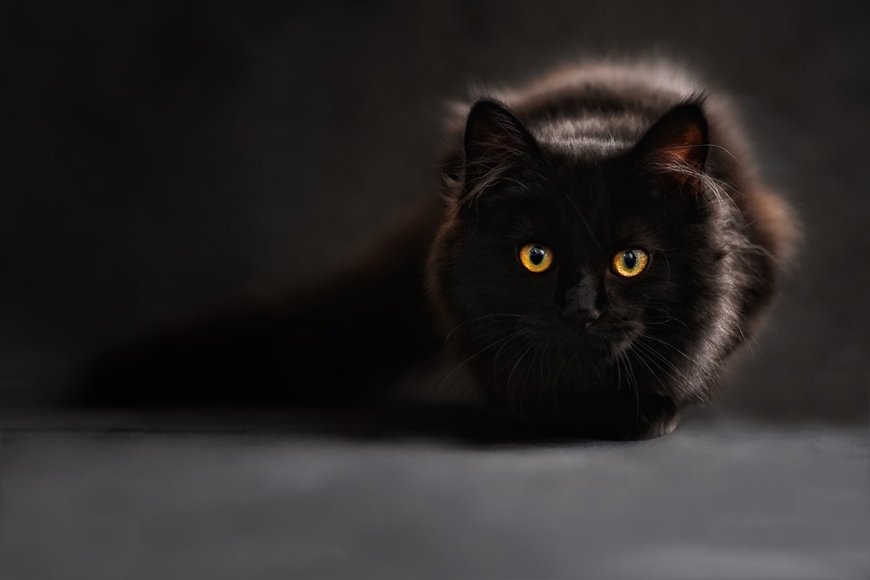7 Best Cat Breeds For Cuddling 7 Best Cat Breeds For Cuddling